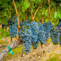 Exploring the Benefits of Sustainable Winemaking in Northwestern Louisiana