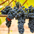 What is the Climate Like in Northwestern Louisiana for Growing Grapes for Wine Production?