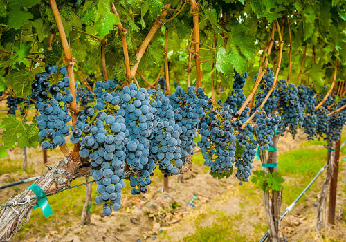 Exploring the Benefits of Sustainable Winemaking in Northwestern Louisiana